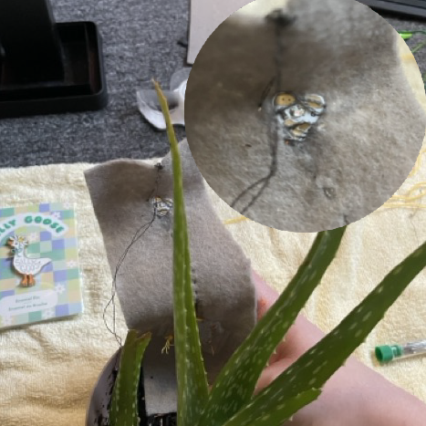 conductivity of a freshly watered plant: conductive but only barely, there was a tiny dim red light. I tried to zoom in but it may have been lost  with image compression. It was ever so sligjtly lit up though.